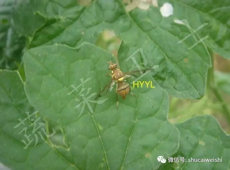 瓜实蝇防治视频,如何有效防治瓜实蝇