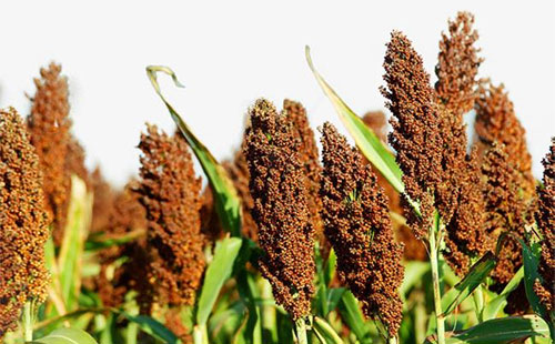 农民种玉米技巧,农村种植高粱全过程