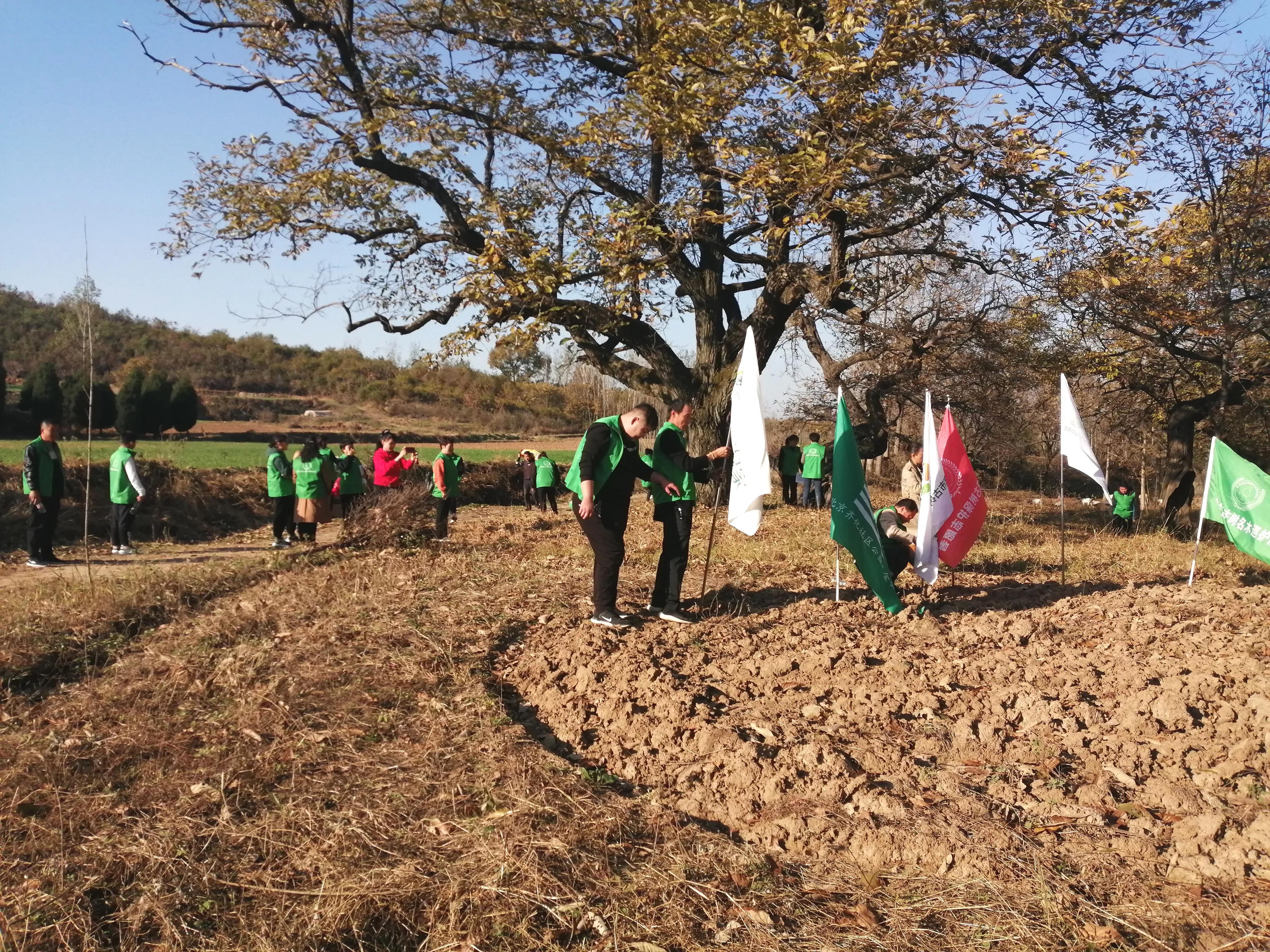 驻马店志愿者行动,驻马店古树保护志愿