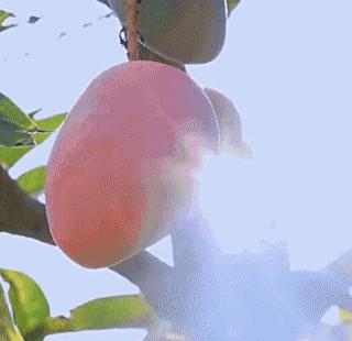 如何区分贵妃芒自然熟,如何辨别贵妃芒