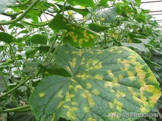 黄瓜角斑病非常严重怎么办,黄瓜细菌性角斑病