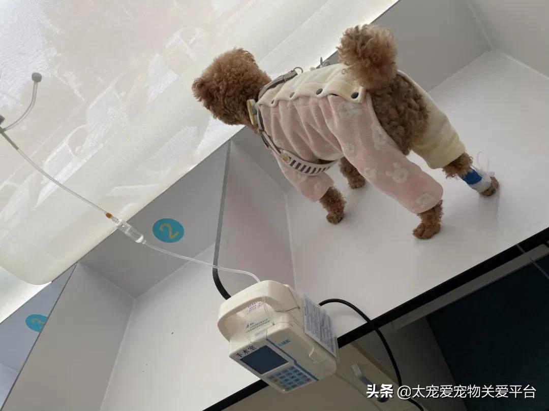 十二指肠溃疡丨太宠爱理赔案例南京天圆宠物医院