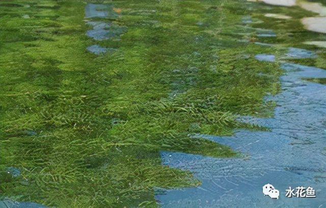 食藻虫怎么消灭,怎么培育食藻虫