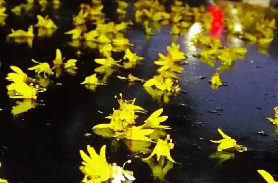 绉嬫棩绗旇鐩存挱,绉嬫棩绗旇