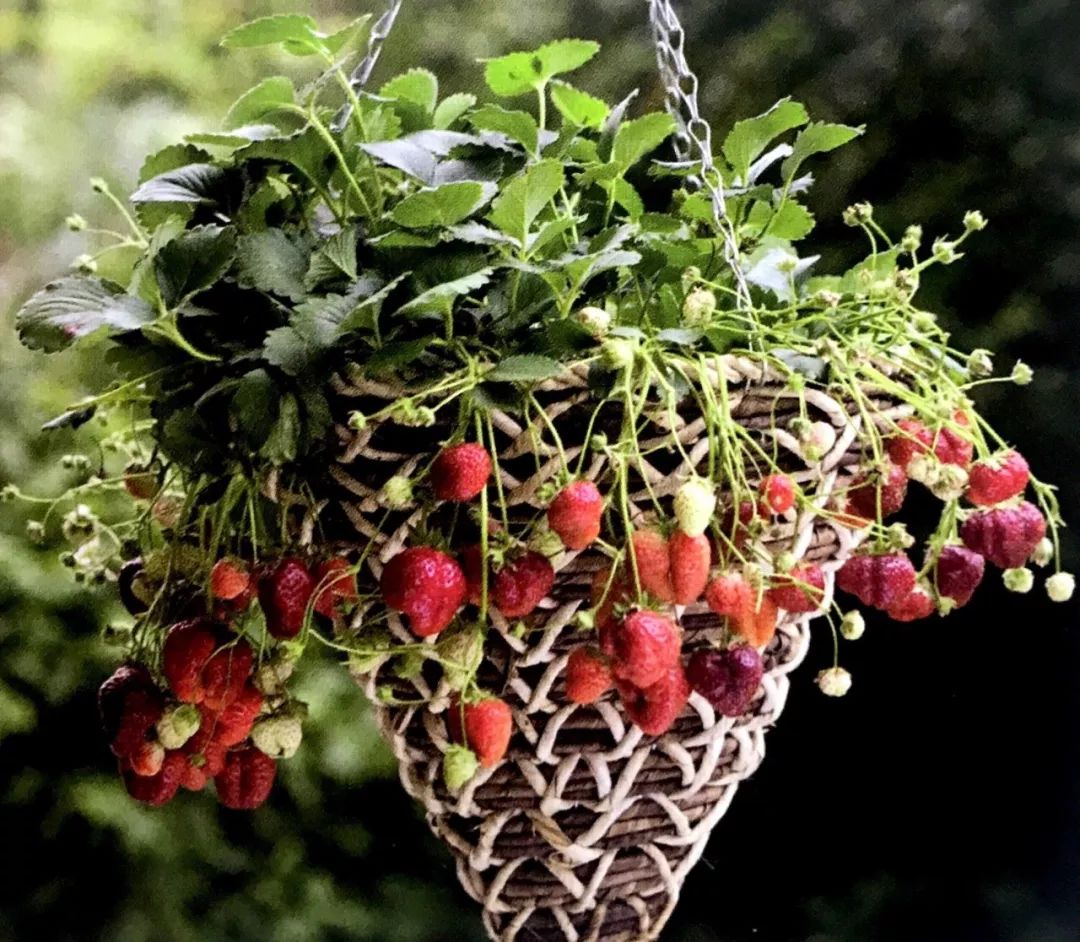 吊篮草莓采摘园,草莓盆栽吊兰