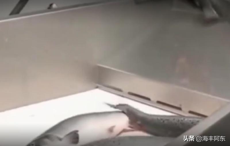 「原创」海丰阿东：开膛破肚杀鲟鱼，鱼子酱来了