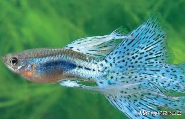 十大适合懒人养的中大型热带鱼,新手比较容易养哪些好看的热带鱼