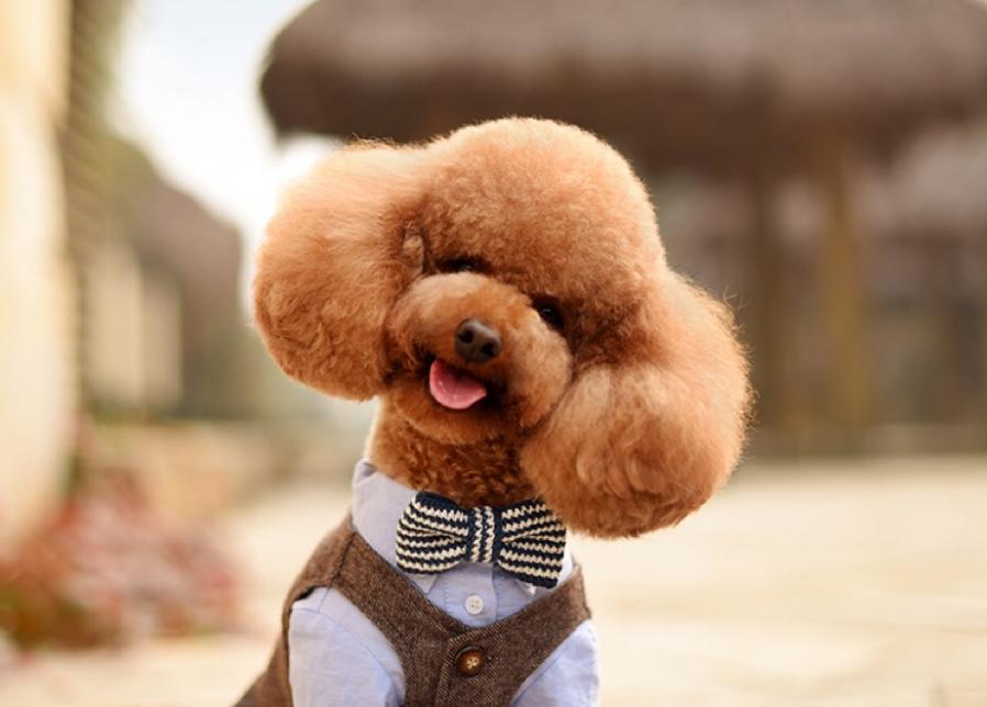 泰迪常见颜色,常见的泰迪颜色有哪些