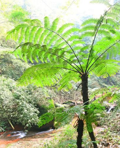 开山捡回一根“蛇纹木”，埋到老家菜地中，一查才知是珍贵龙骨风