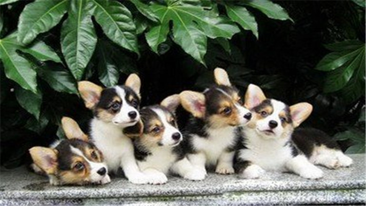 狗狗身上有异常的表现,狗诡异动作