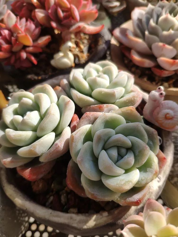 每一棵多肉都承载了一段时光,每一棵多肉都是独一无二
