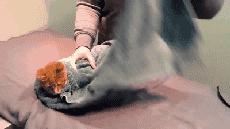 猫咪为什么老是揍主人,猫咪为什么揍年轻人