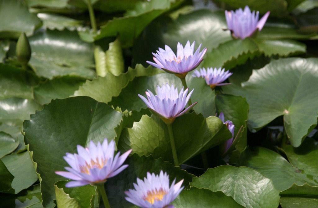 小盆养睡莲需要注意什么,养睡莲需要晒太阳