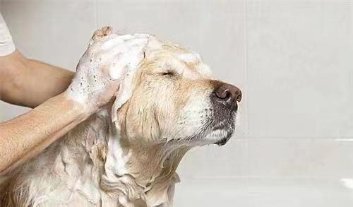 拉布拉多幼犬喂狗粮要喝水,拉布拉多幼犬喂什么狗粮好