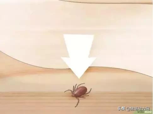 消灭蜱虫的药,蜱虫的毒性有多强