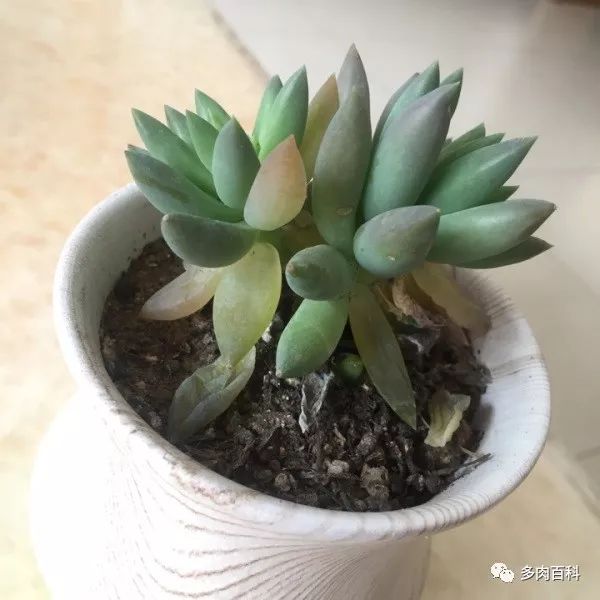 多肉植物能喷叶面水吗,水养多肉植物怎么养