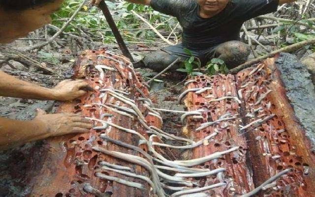 不经意间便能颠覆海洋战争的局势,船蛆小小身体却有大能量