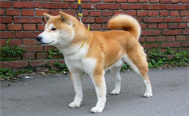 柴犬不让人碰它的脚怎么办,柴犬不让摸腿摸还咬人怎么回事