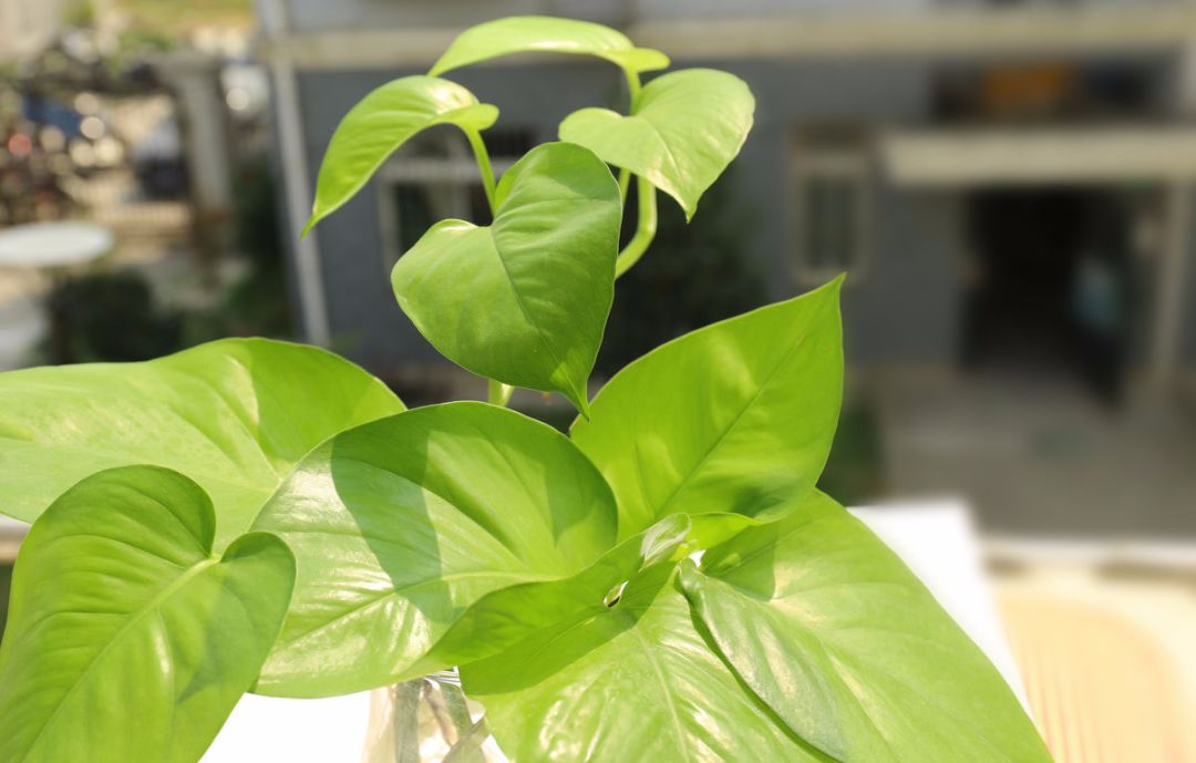 绿萝正确的浇水方法,绿萝浇水的正确方法和步骤