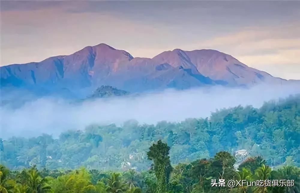 蓝山咖啡难道真的好喝吗,正宗的蓝山咖啡喝起来是什么样的