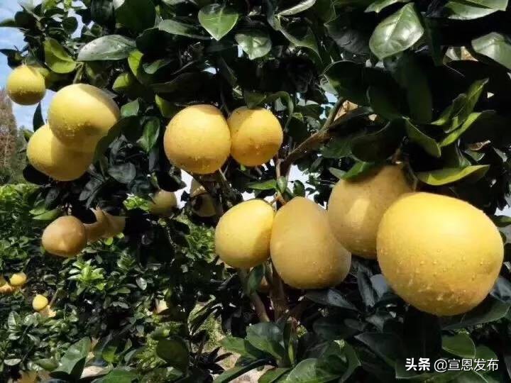 宣恩贡水柚直播间,宣恩贡水白柚苗