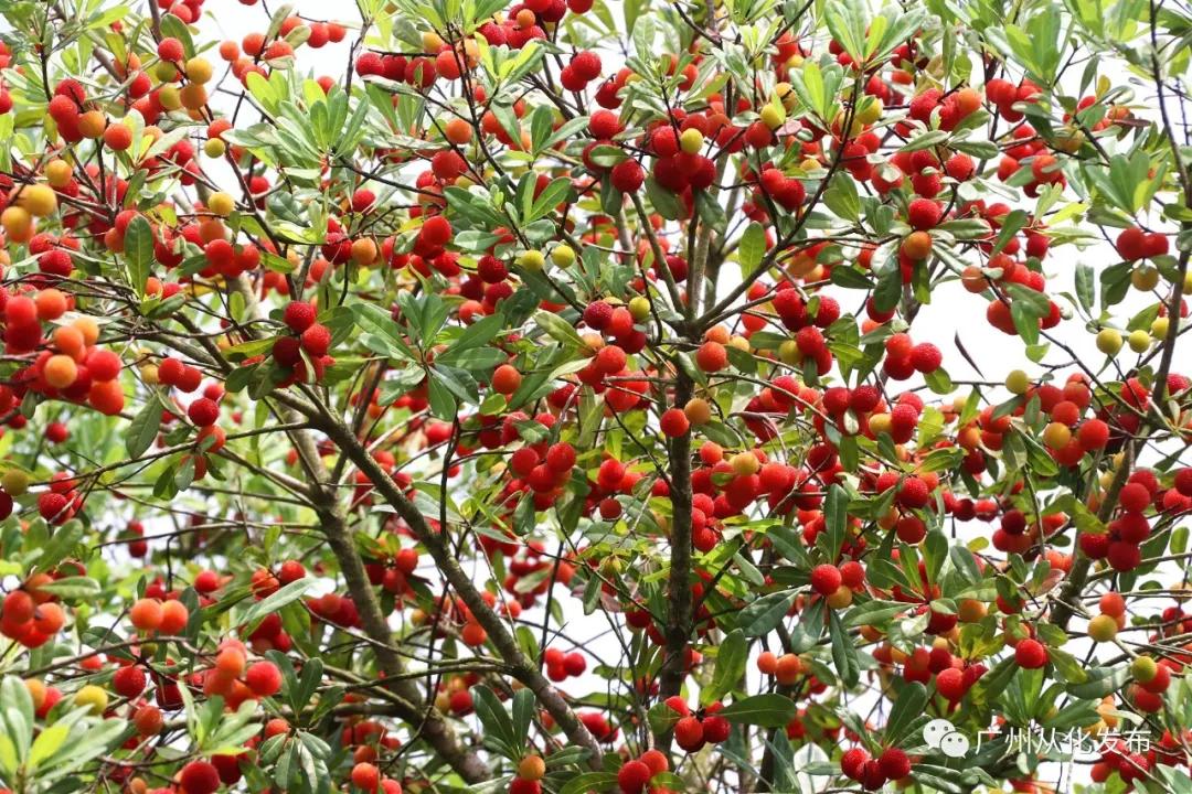 从化良口镇杨梅之乡,从化黄龙带杨梅之乡