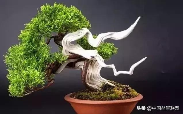 崖柏怎么做盆栽,崖柏如何造型盆栽