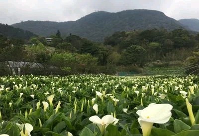 马蹄莲观赏内容,一盆马蹄莲