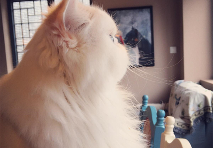 猫咪毛发会因为长大改变,猫咪秃头怎么回事