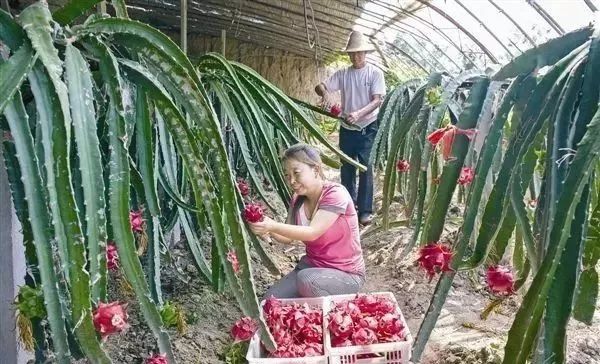 盘点十大新疆的特产,疆藏特产