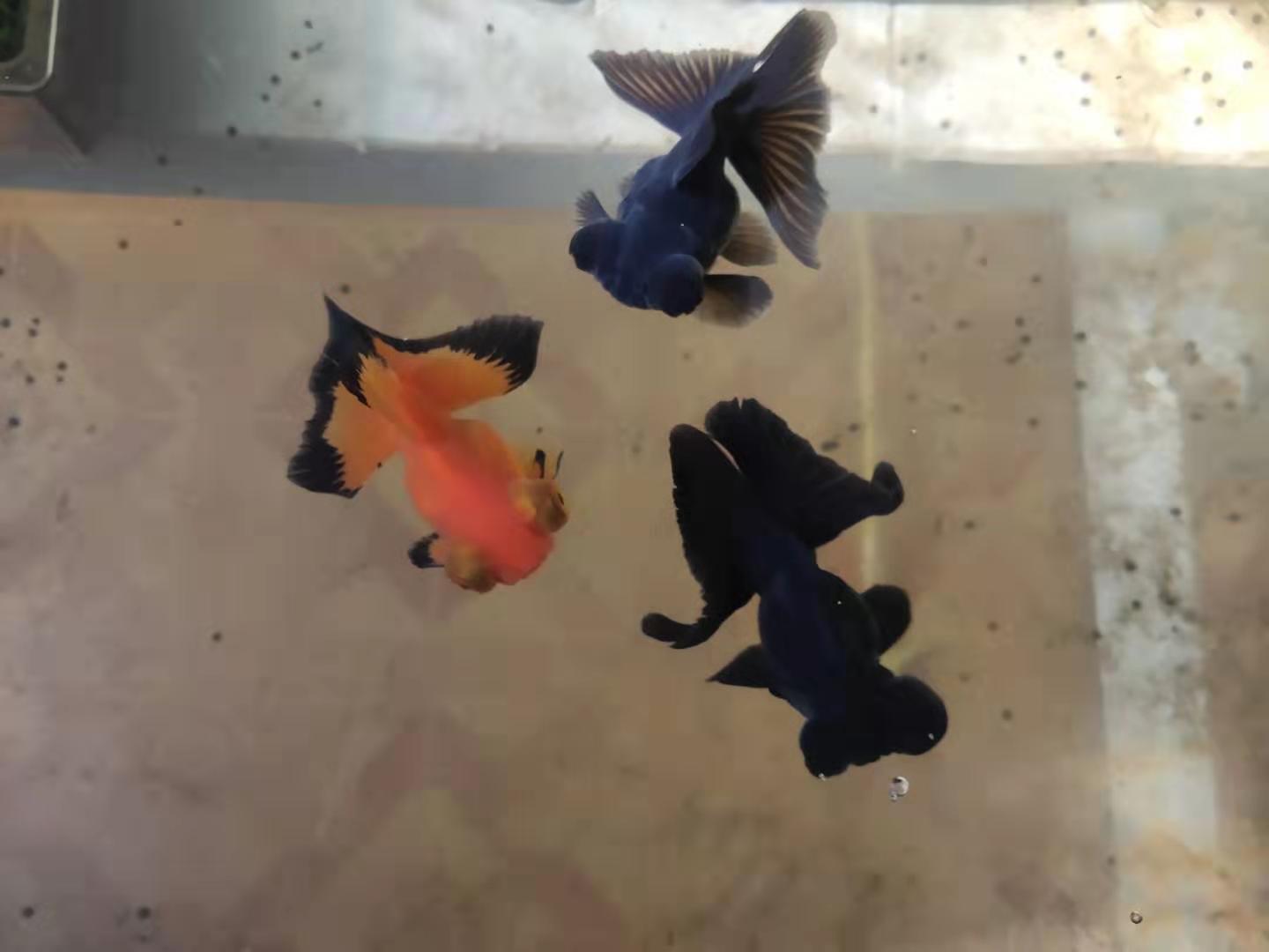 观赏鱼怎么捉,用渔网捉小鱼