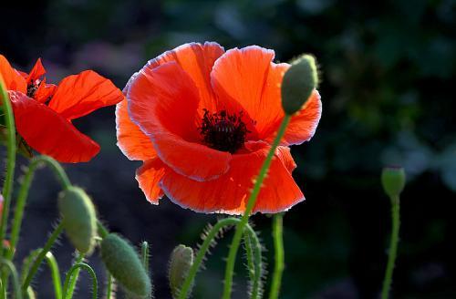 虞美人花赛牡丹,虞美人开花了太漂亮了