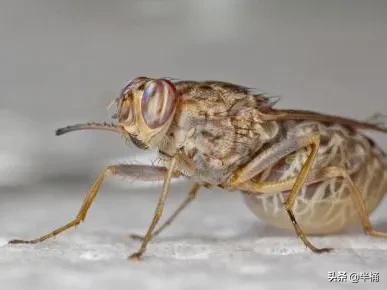 人被它咬会昏睡至死，非洲因它而贫穷，采采蝇究竟是何方神圣？