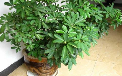 家里最好养的是哪种花,家里养高档的六种花