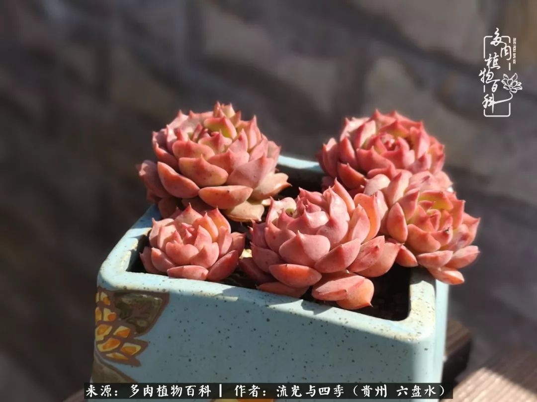 养多肉这几点新手必要知道,在养多肉的路上越走越远