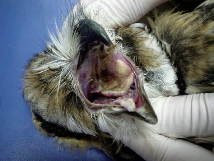 鹦鹉常见疾病之:毛滴虫