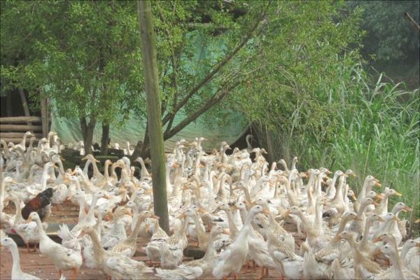蛋鸭产蛋夜间管理技术要点,蛋鸭夜间管理技术视频
