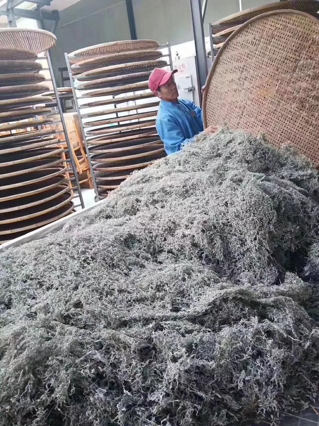 湖南张家界莓茶真的那么好吗,张家界莓茶简单介绍