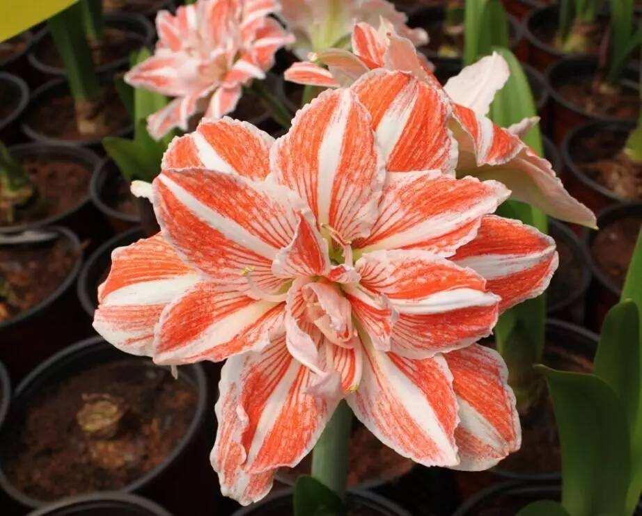 朱顶红养护有技巧，学会几个养护技巧，每年都开花，花大色艳