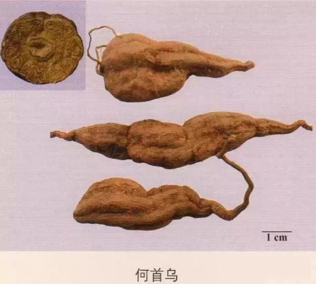 中药材图片大全大图带药名,200多味中药材图谱带图