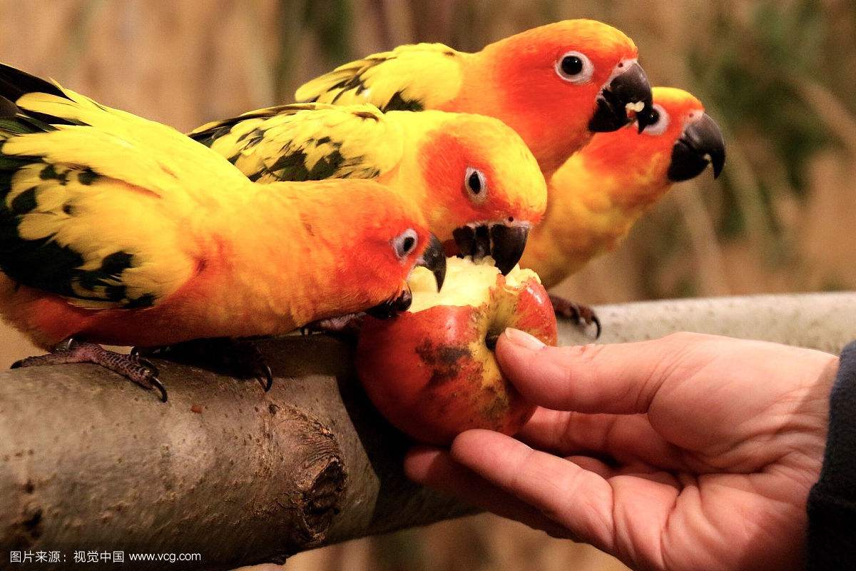 新手适合养什么中大型鹦鹉,春天来了鹦鹉