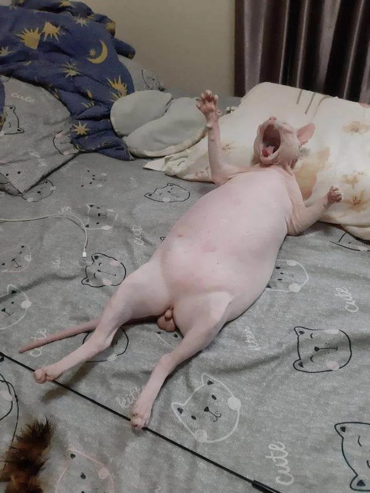 给狗拔牙视频金毛,金毛狗狗拔牙