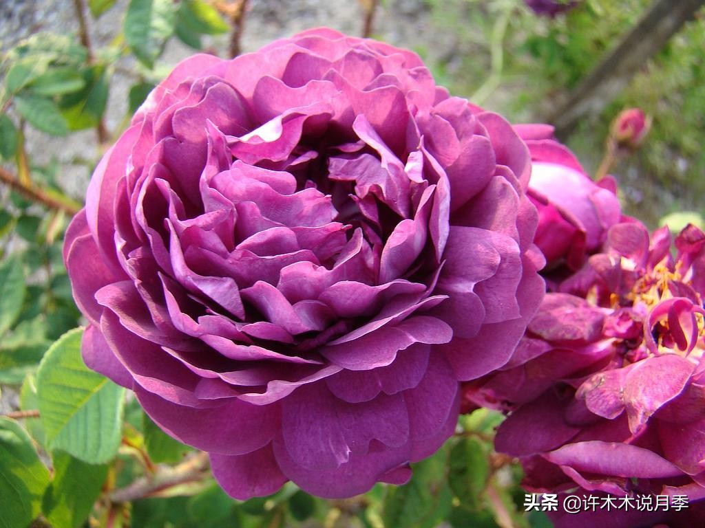 多头多季节开花抗性好的月季,红色月季哪几款多花勤花抗性好的