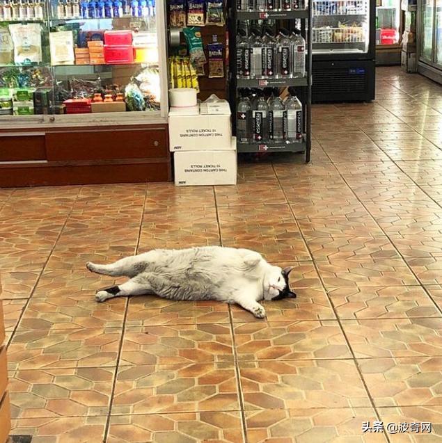 很火的宠物猫名字有哪些,比较出名的宠物猫店铺名字