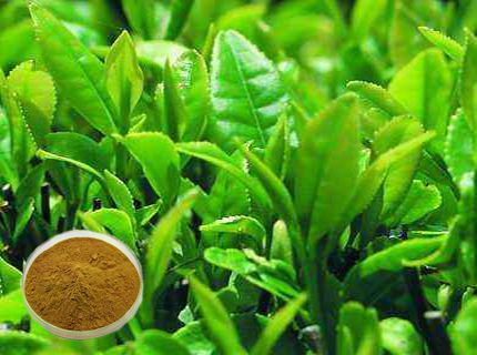 白茶红茶绿茶黑茶什么意思,绿茶红茶黑茶白茶哪个对身体最好