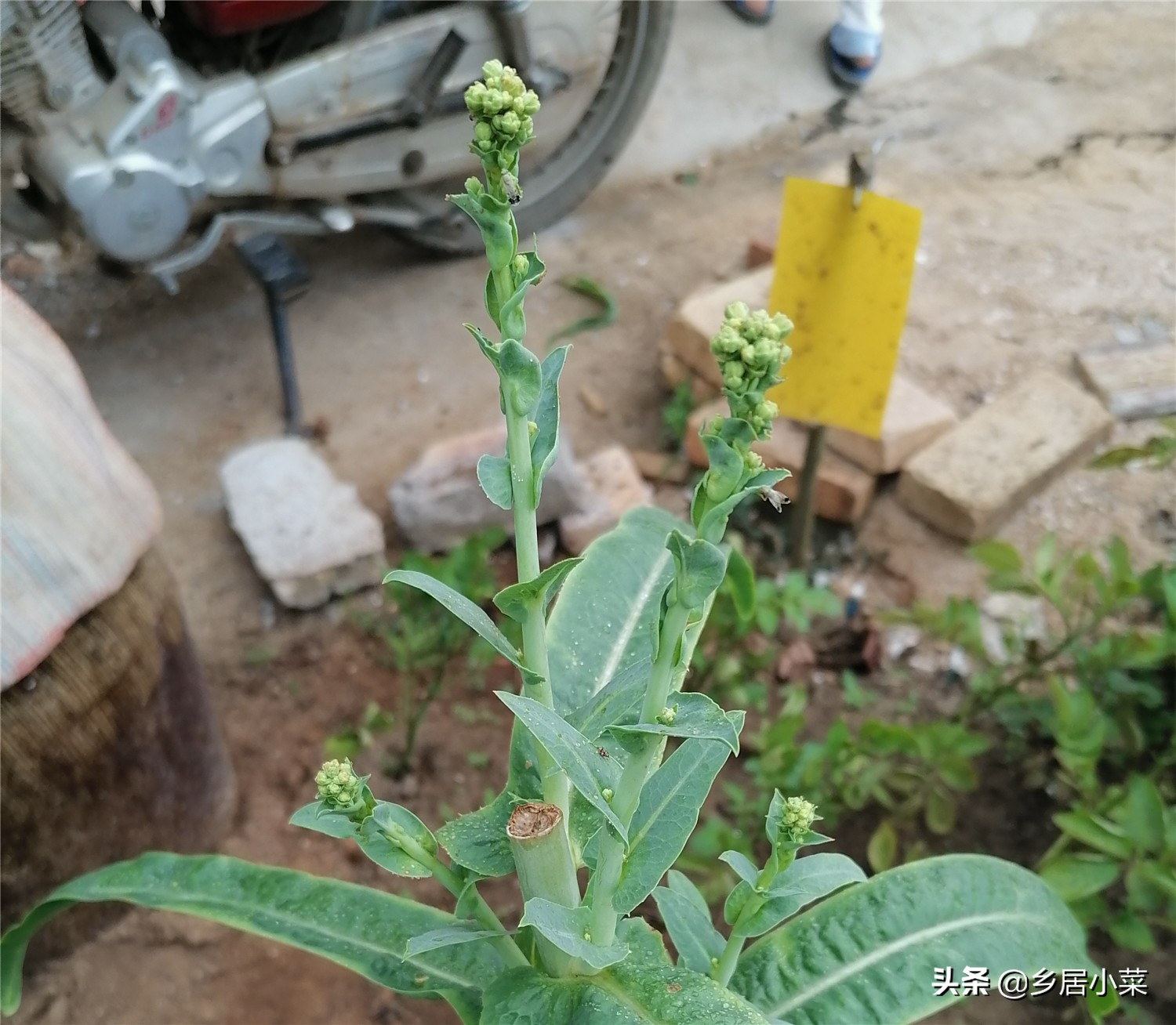 秋季栽培的莴笋生长期,莴笋整个生长期需肥