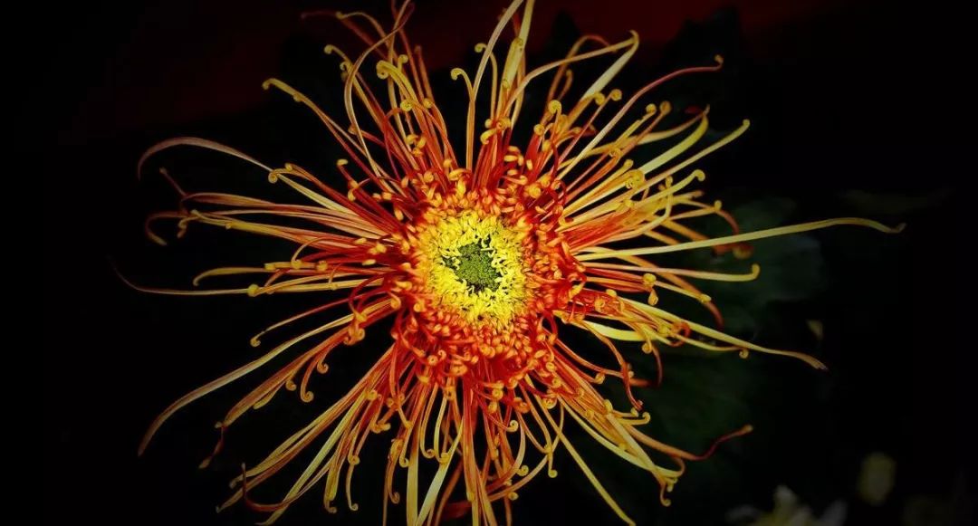 菊花写生儿童画好看又简单,秋菊怎么画漂亮又简单幼儿园