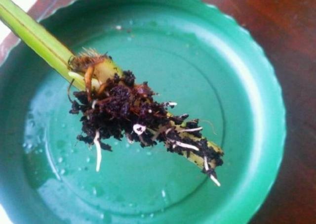 绿萝扦插方法和注意事项,绿萝的扦插方法和注意事项有哪些