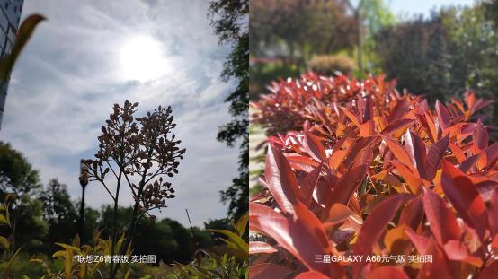 千元机拍照对比iphone,千元机拍照对比苹果11