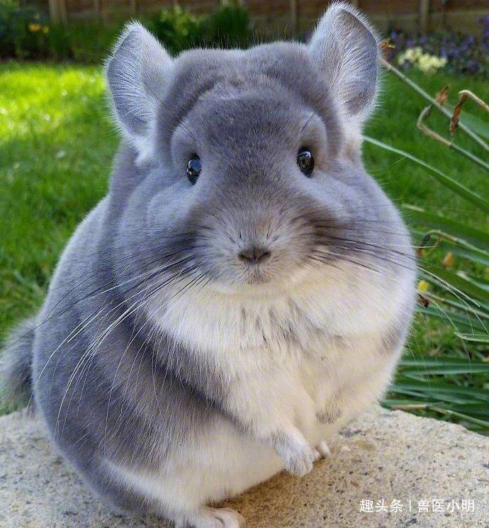 买一只龙猫在家好养吗,给爷爷买一只猫